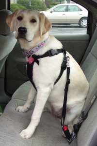 pet-auto-safety-pic-2